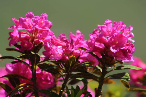 Flora Alpina delle Alpi Occidentali